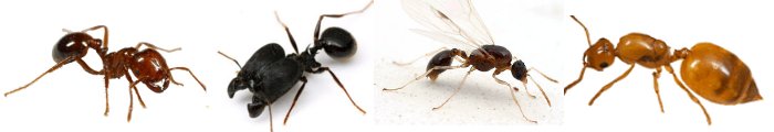 Les 4 types de castes des fourmis