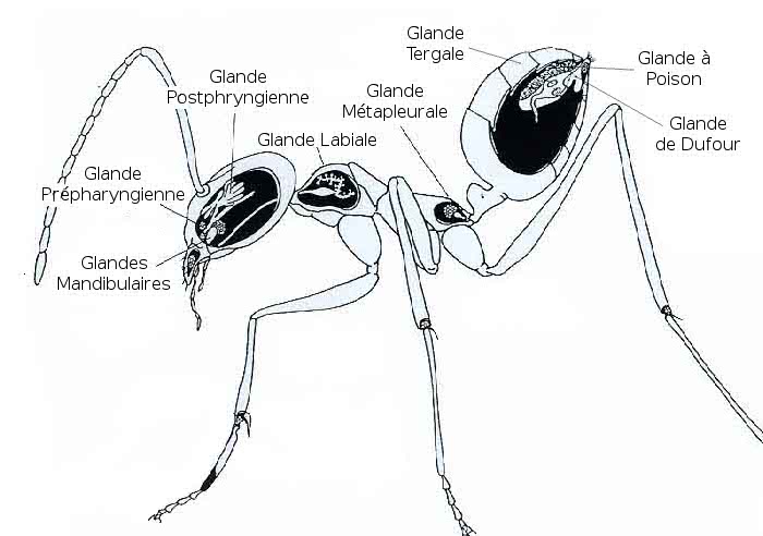 Les glandes des fourmis