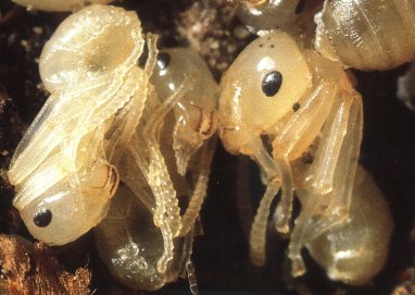 Une nymphe nue de fourmi